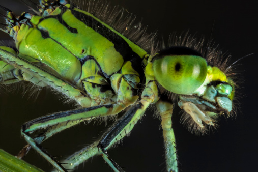 A closeup on a male of the  thick-legged flower beetle, Oedemera Nobilis , on a green leaf