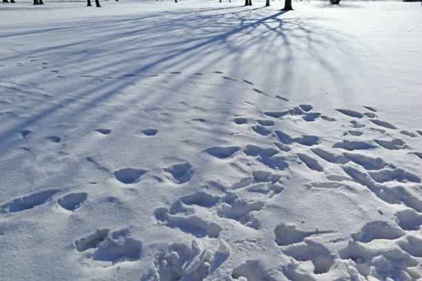 View of nature on a sunny frosty day.