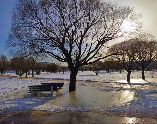 Public park on a frosty winter day.
