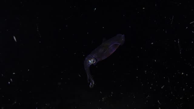 Squid under water