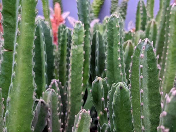 istock Stapelia gigantea plant 1878927560