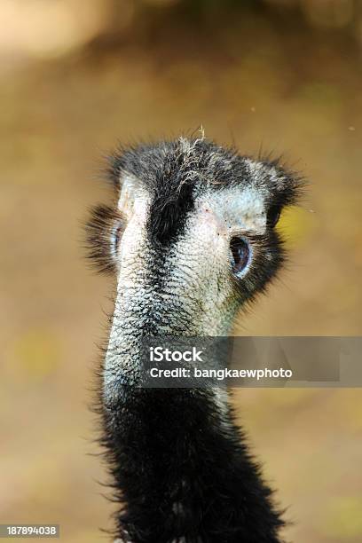 Foto de Casuar e mais fotos de stock de Animais em Extinção - Animais em Extinção, Animal, Animal selvagem