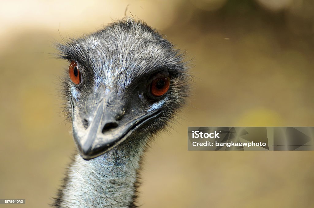 Kasuar - Lizenzfrei Bedrohte Tierart Stock-Foto