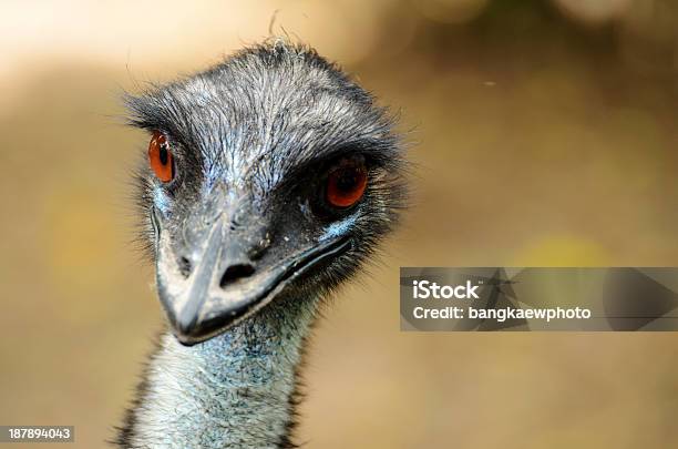 Foto de Casuar e mais fotos de stock de Animais em Extinção - Animais em Extinção, Animal, Animal selvagem