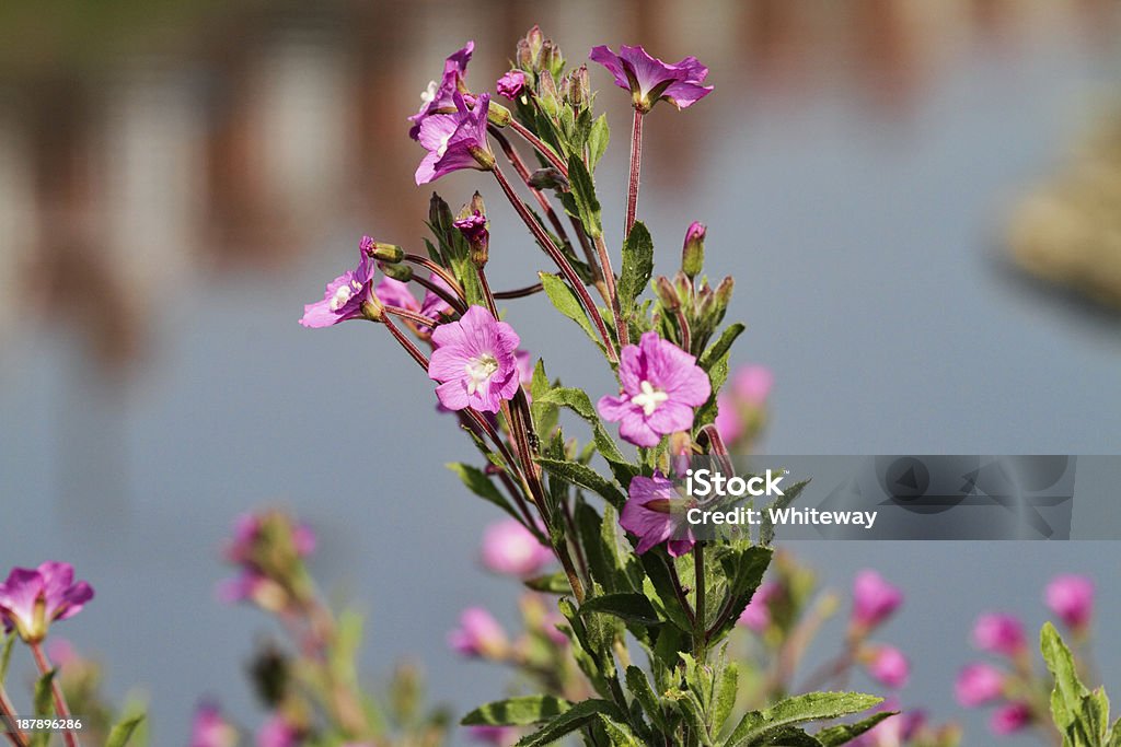 Grande willowherb fiori Epilobium hirsutum primo piano acqua - Foto stock royalty-free di Acquitrino di torbiera