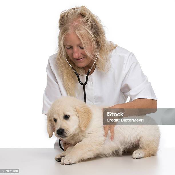 Joven Veterinarios Amable De Una Monada Hermosas Golden Retriever Foto de stock y más banco de imágenes de Adulto