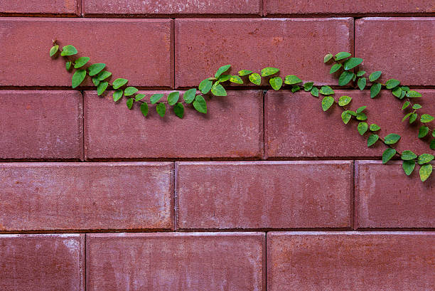 vite verde sul muro di mattoni - ivy brick wall vine foto e immagini stock