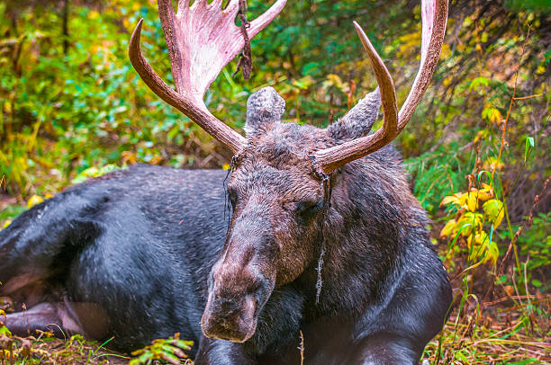 istock Adult Bull Moose 187896584