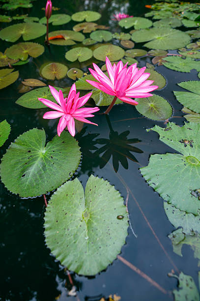 istock Beautiful pink lotus in the pond 187897726