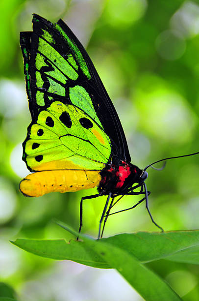 istock Common Birdwing butterfly, Troides helena 187897816