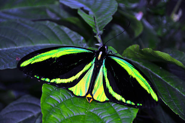 Ornithoptera priamus butterfly (common green birdwing)