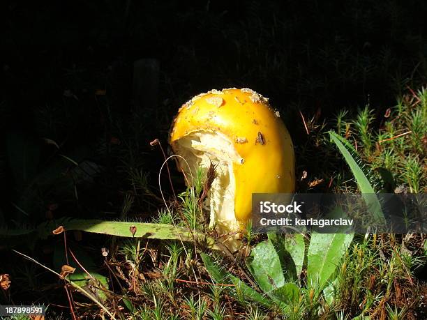 Wild Giallo Mushroon - Fotografie stock e altre immagini di Ambientazione esterna - Ambientazione esterna, Brillante, Composizione orizzontale