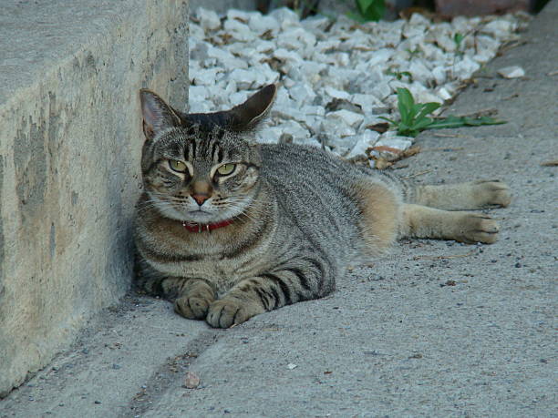 istock Laying cat portrait 187898783