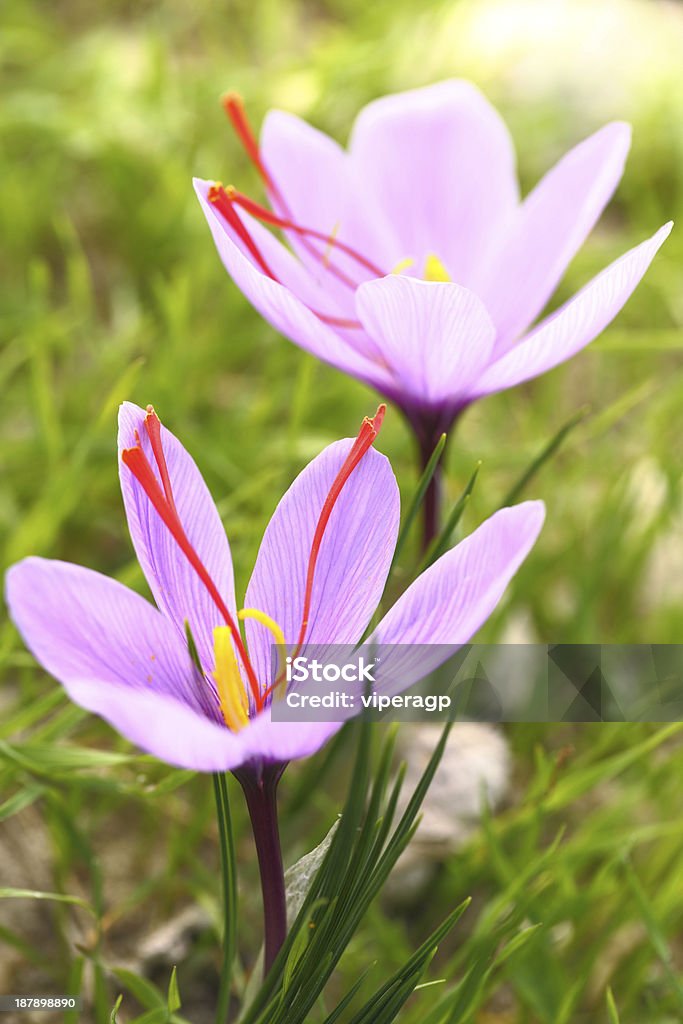 Saffron flowers on the field Agriculture Stock Photo