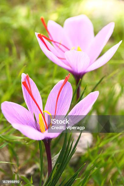 Saffron Flowers On The Field Stock Photo - Download Image Now - Agriculture, Antioxidant, Autumn