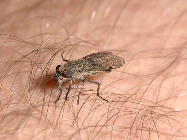 공통접지 horsefly, haematopota pluvialis 빨기 유혈 - horse fly 뉴스 사진 이미지