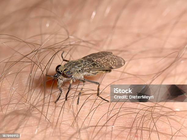 Common Horsefly Haematopota Pluvialis Sucking Blood Stock Photo - Download Image Now