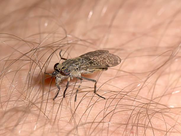 wspólne horsefly, haematopota pluvialis ssać krew - horse fly zdjęcia i obrazy z banku zdjęć