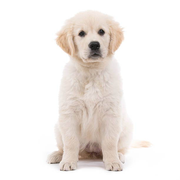 istock Golden retriever cream puppy 187898914