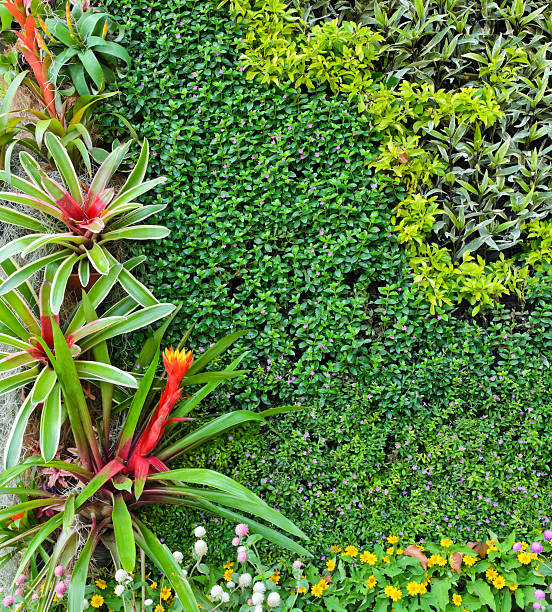 Garden wall Beautiful vertical garden wall sphagneticola trilobata stock pictures, royalty-free photos & images