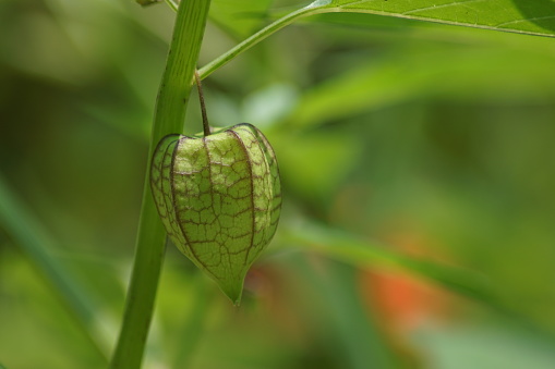 A close-up view of groundcherries, edible wild fruit on tree in the garden. Groundcherries, also known as ciplukan, Physalis peruviana, and Inca berry