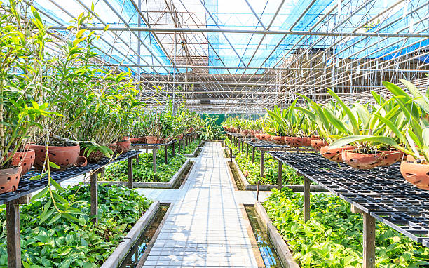 istock orchid farm at thailand 187899707