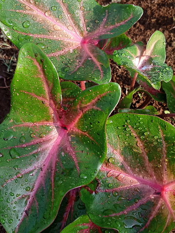 taro leaves with water on the leaves