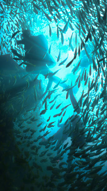 istock Scuba divers surrounded by school of fish at a shipwreck 1879001841