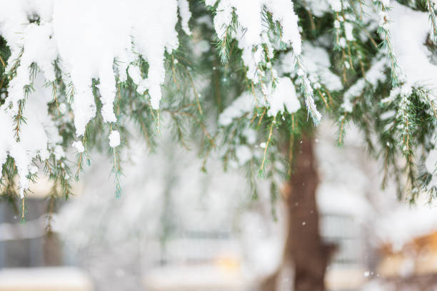 istock Fir branch heavily covered with fresh snow on pure white background 1879022391