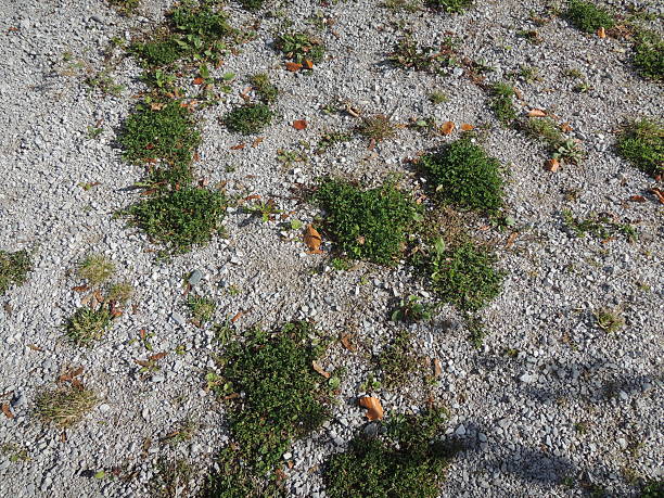 Free picture: weed, rock, gravel, ground