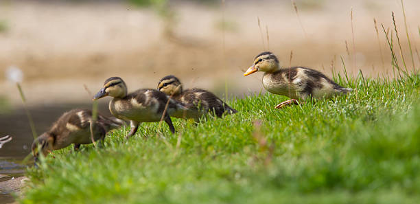 istock Small ducklings outdoor on green grass 187903522