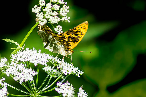 mariposa común silverspot (argynnis ino) - argynnis fotografías e imágenes de stock