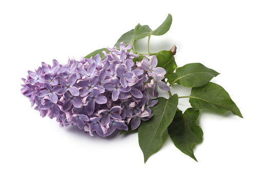 Branch of blooming lilacs on white background