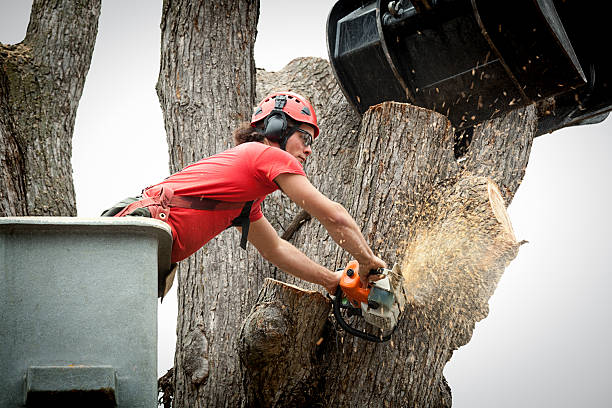 istock Tree Removal Arborist Working on Trunk with Heavy Equipment 187907467