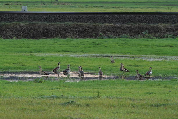 nilgänse - brandgans stock-fotos und bilder