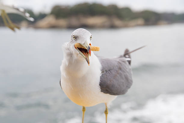Seagull eating french fries Seagull eating french fries. seagull photos stock pictures, royalty-free photos & images
