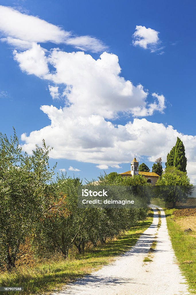 Strada di campagna con alberi di ulivo - Foto stock royalty-free di Agricoltura