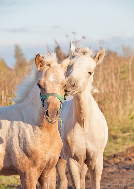 istock grooming foals of pony 187908101