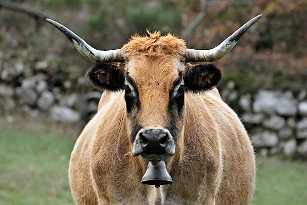 vaca del aubrac - cencerro fotos fotografías e imágenes de stock
