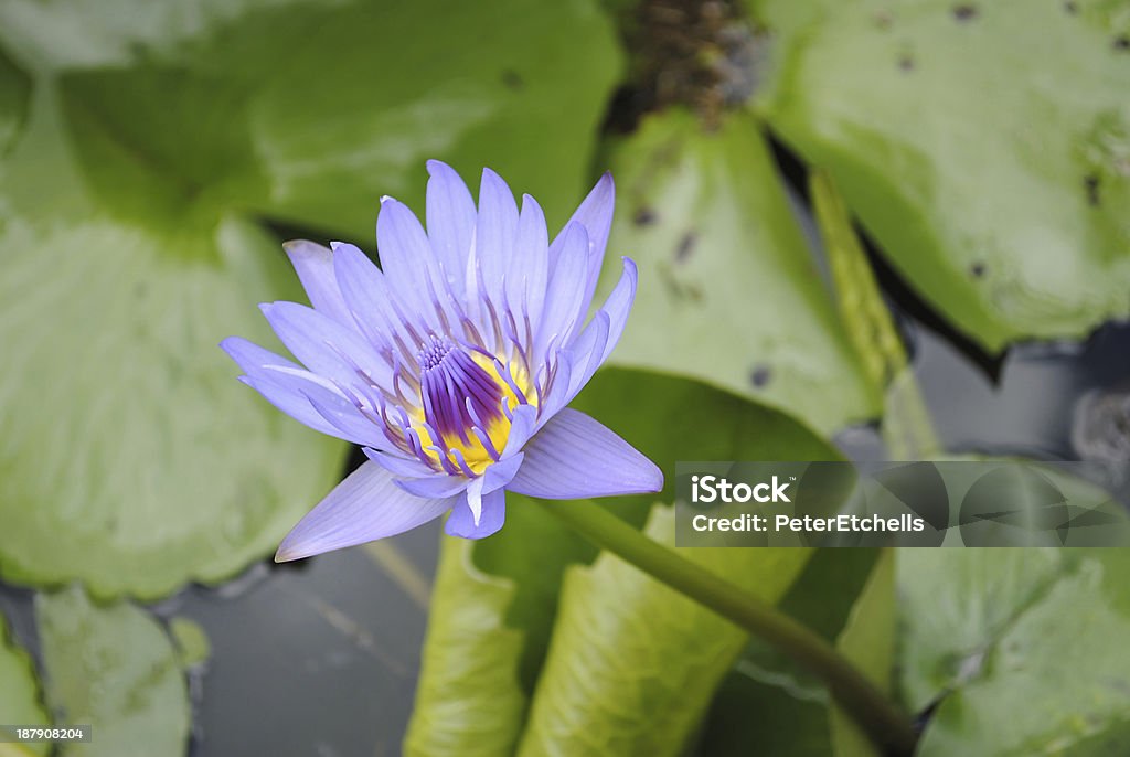 Flor de lírio d'água - Foto de stock de Biologia royalty-free
