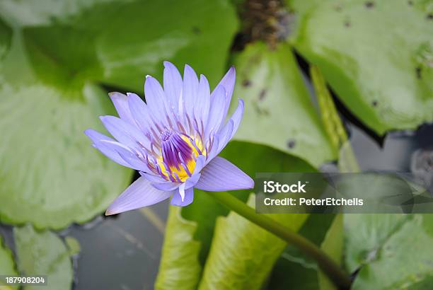 Foto de Flor De Lírio Dágua e mais fotos de stock de Biologia - Biologia, Botânica - Assunto, Cabeça da flor