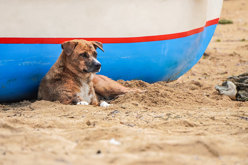 Old brown dog is resting near fisherman boat on the sand. Cute dog relaxing on the Sanur beach, Bali. Empty blank text copy space.