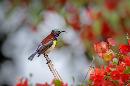 purple-rumped sunbird is a sunbird endemic to the Indian Subcontinent.this photo was taken from Bangladesh.
