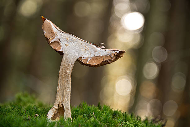 Forest fungus with mosquito stock photo