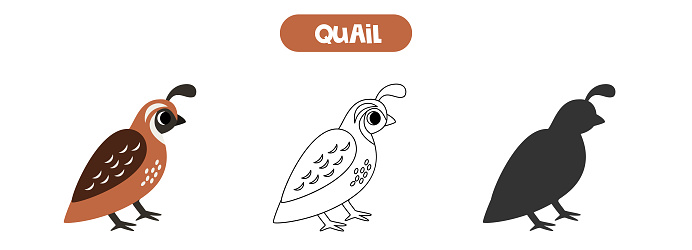Vector illustration of cute cartoon quail bird. Coloring page. Vector silhouette.