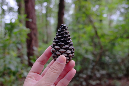 Hand holding pine cone in tropical forest