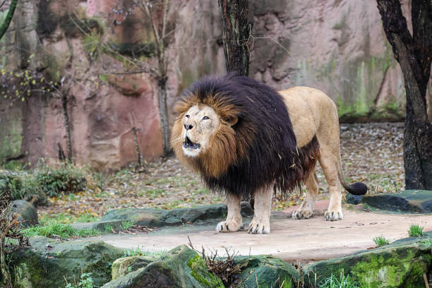 Lion roaring at a zoo