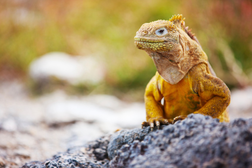 iguana terrestre photo