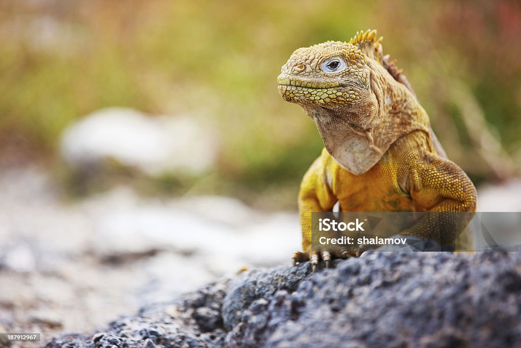 Land iguana Land iguana endemic to the Galapagos islands, Ecuador Galapagos Islands Stock Photo