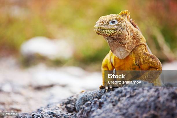 Land Iguana Stock Photo - Download Image Now - Galapagos Islands, Iguana, Animal